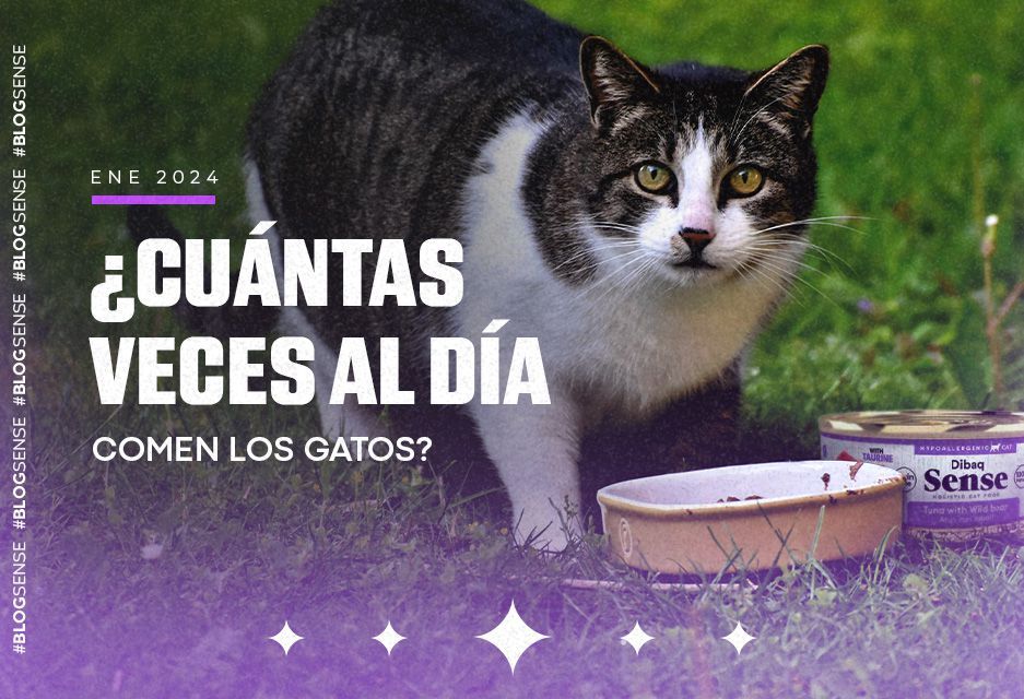 ¿Cuántas veces al día comen los gatos?